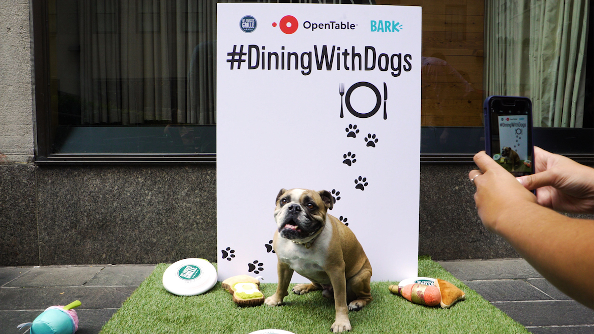 Dining With Dogs
