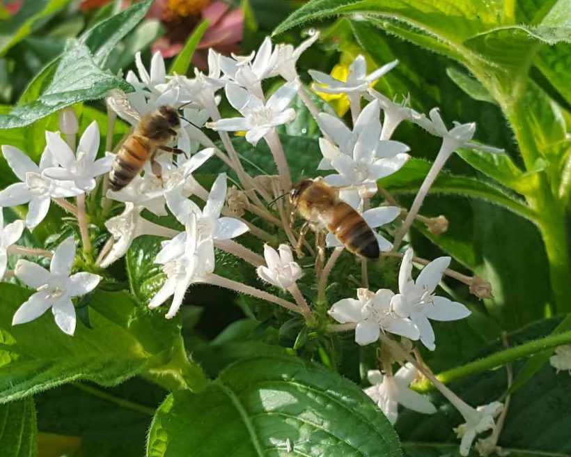 Hive to Table: The Economics of Beekeeping for Restaurants
