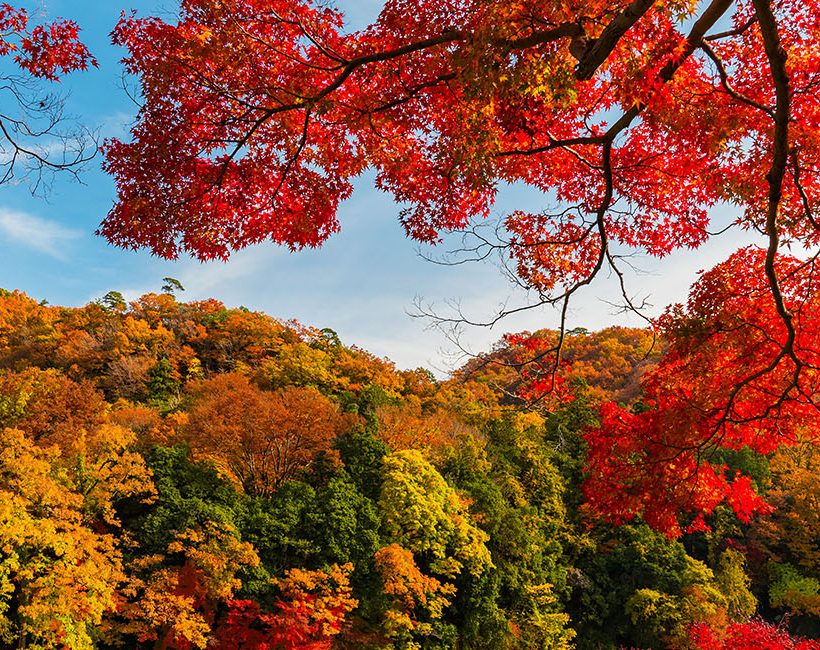 Peak Autumn: 8 Restaurants With Brilliant Fall Foliage Views